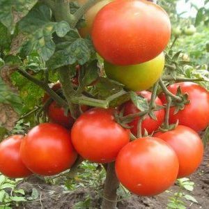 Überprüfung eines frühen Hybrid-Tomaten-Sommergartens f1: Bewertungen der Sommerbewohner und Anweisungen für den Anbau eines Hybriden