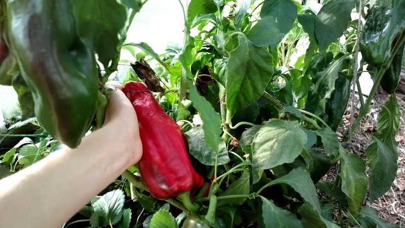 Die besten Hybriden und Paprikasorten für Polycarbonat-Gewächshäuser