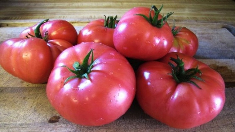 Tomate Mikado, die von Sommerbewohnern mit einer reichen Palette an Unterarten und starker Immunität geliebt wird - wir wachsen ohne Probleme