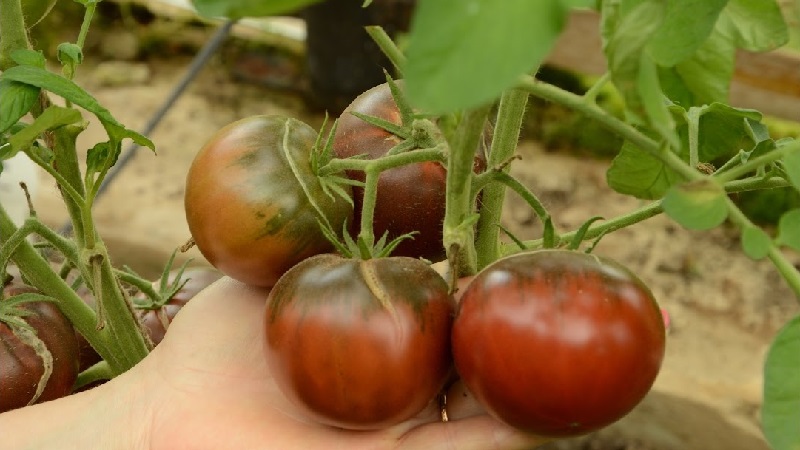 Tomate Mikado, die von Sommerbewohnern mit einer reichen Palette an Unterarten und starker Immunität geliebt wird - wir wachsen ohne Probleme