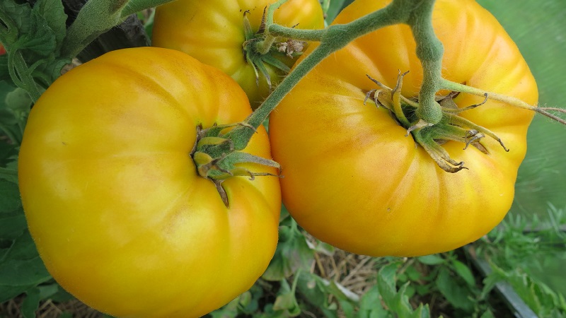 Tomate Mikado, die von Sommerbewohnern mit einer reichen Palette an Unterarten und starker Immunität geliebt wird - wir wachsen ohne Probleme