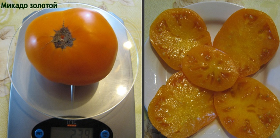 Tomate Mikado, die von Sommerbewohnern mit einer reichen Palette an Unterarten und starker Immunität geliebt wird - wir wachsen ohne Probleme