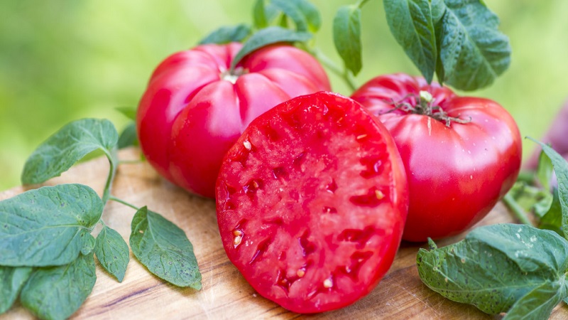 Tomate Mikado, die von Sommerbewohnern mit einer reichen Palette an Unterarten und starker Immunität geliebt wird - wir wachsen ohne Probleme