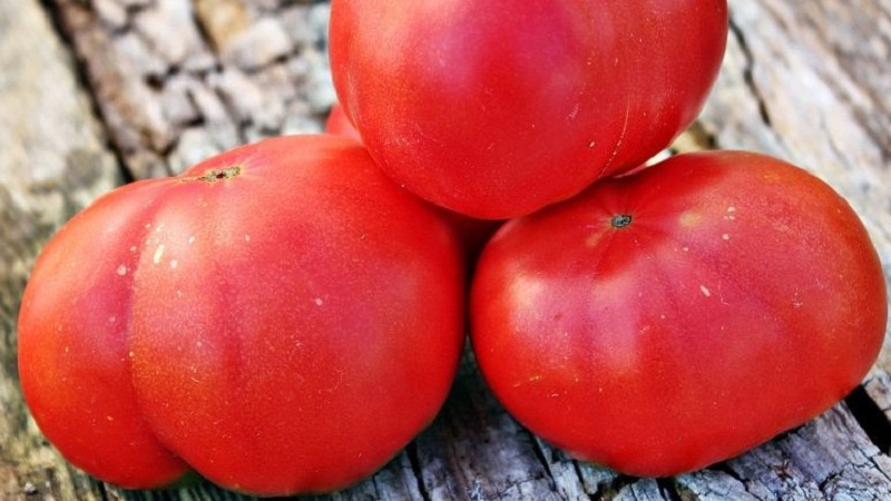 Tomate Mikado, die von Sommerbewohnern mit einer reichen Palette an Unterarten und starker Immunität geliebt wird - wir wachsen ohne Probleme