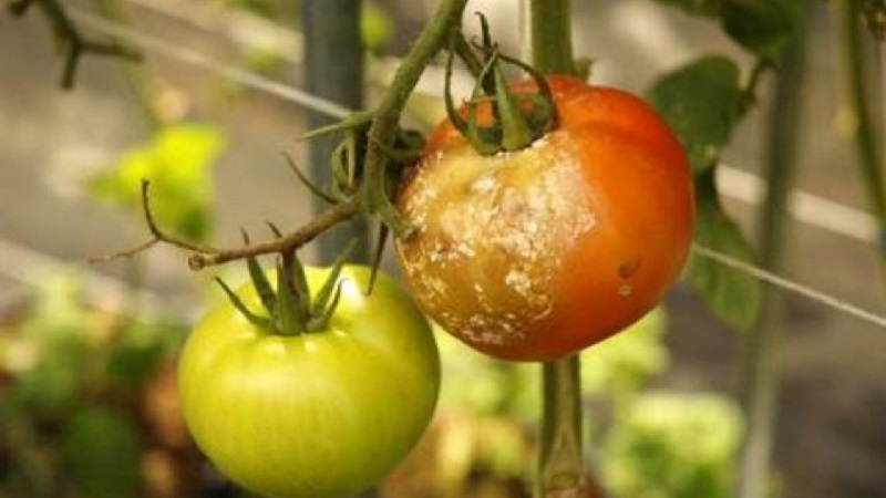 Ist es möglich, Tomaten mit Furacilin aus der Spätfäule zu behandeln, und wie wird sich das auswirken?