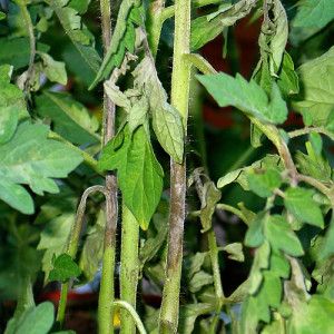 Ein zuverlässiges Medikament zum Schutz der Gesundheit von Tomaten - Penncoceb zur Verarbeitung von Tomaten: Gebrauchsanweisung