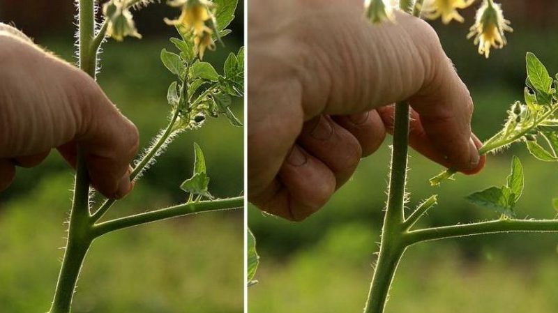 Eine der köstlichsten Sorten für den Frischverzehr ist die Yellow Giant Tomate