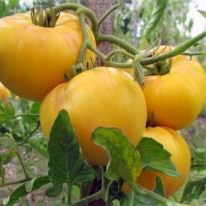 Eine der köstlichsten Sorten für den Frischverzehr ist die Yellow Giant Tomate