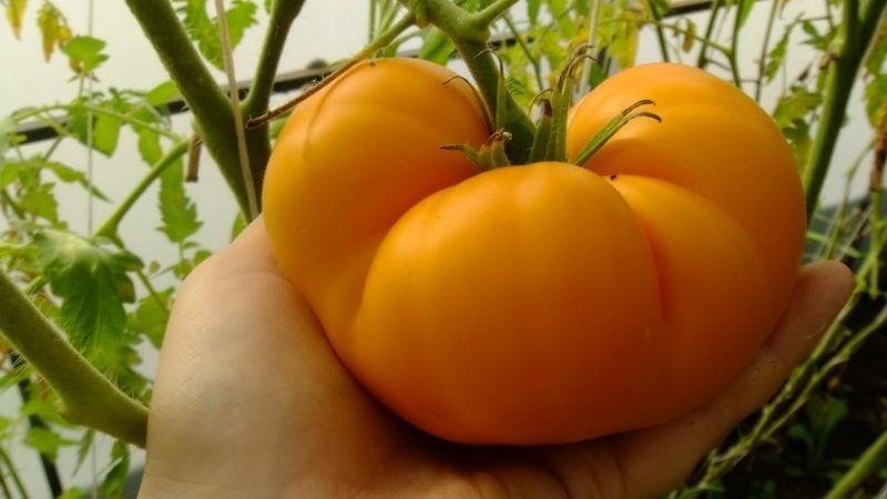 Eine der köstlichsten Sorten für den Frischverzehr ist die Yellow Giant Tomate