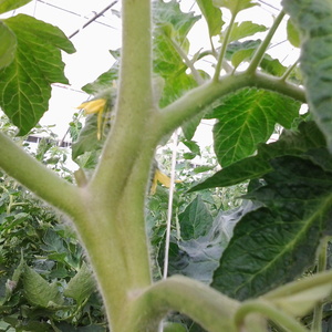 Warum fällt die Tomatenfarbe in ein Gewächshaus? Was tun, um Ihre Tomatenernte zu retten?