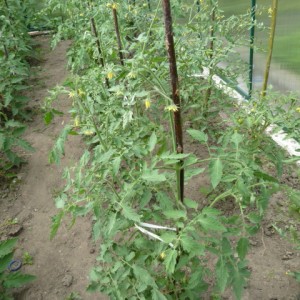 Warum fällt die Tomatenfarbe in ein Gewächshaus? Was tun, um Ihre Tomatenernte zu retten?