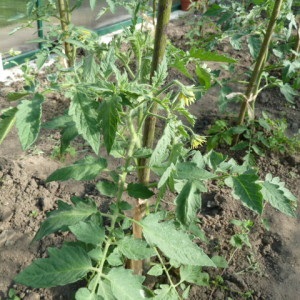 Warum fällt die Tomatenfarbe in ein Gewächshaus? Was tun, um Ihre Tomatenernte zu retten?