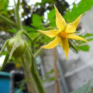 Warum fällt die Tomatenfarbe in ein Gewächshaus? Was tun, um Ihre Tomatenernte zu retten?