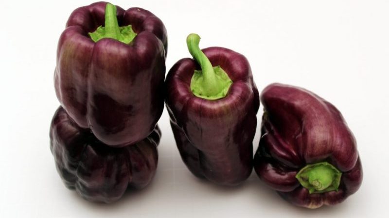 An unusual variety with purple fruits - Big Papa pepper and the nuances of its cultivation