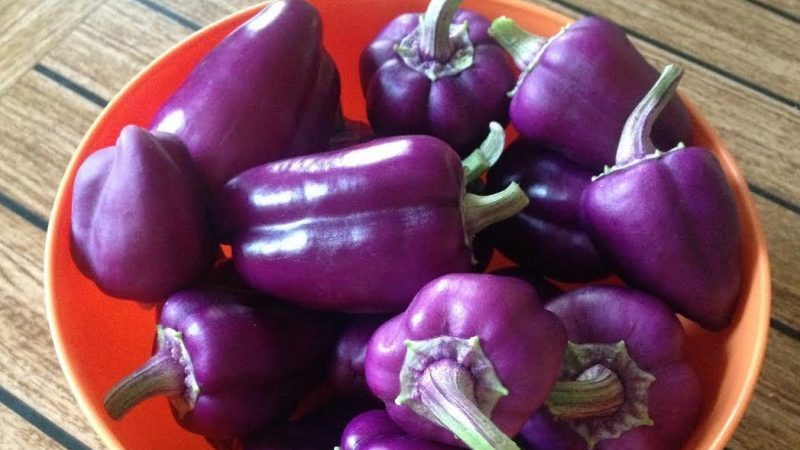 An unusual variety with purple fruits - Big Papa pepper and the nuances of its cultivation