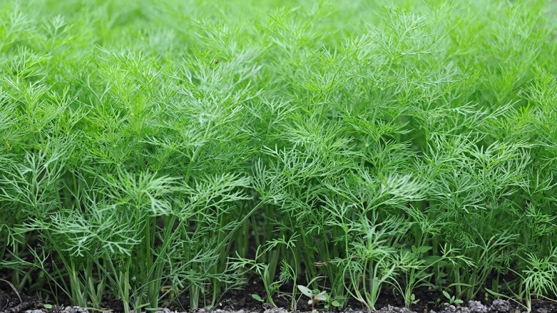 Warum wird Dill im Garten gelb und was kann man tun, um dies zu verhindern?