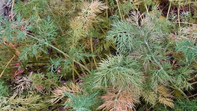 Warum wird Dill im Garten gelb und was kann man tun, um dies zu verhindern?