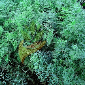 Warum wird Dill im Garten gelb und was kann man tun, um dies zu verhindern?