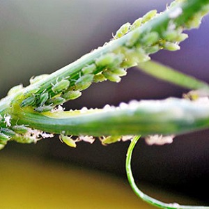 Warum wird Dill im Garten gelb und was kann man tun, um dies zu verhindern?