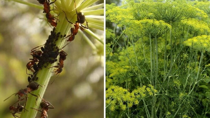 Warum wird Dill im Garten gelb und was kann man tun, um dies zu verhindern?