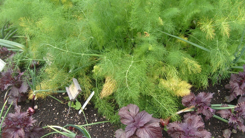 Warum wird Dill im Garten gelb und was kann man tun, um dies zu verhindern?