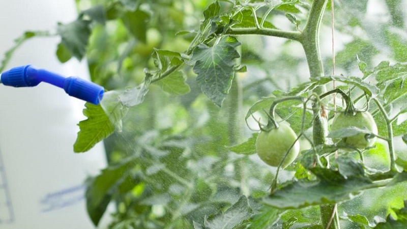 Schritt-für-Schritt-Anleitung zur Behandlung von Tomaten mit Metronidazol aus der Spätfäule: Bekämpfung und Vorbeugung von Krankheiten