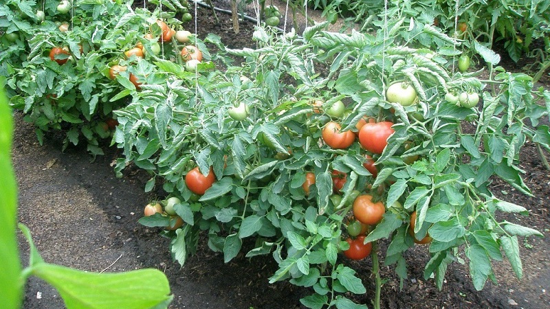 Schritt-für-Schritt-Anleitung zur Behandlung von Tomaten mit Metronidazol aus der Spätfäule: Bekämpfung und Vorbeugung von Krankheiten