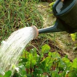 Wie man Rüben richtig mit Salzwasser wässert - Anteile der Lösung und Anweisungen zur Verarbeitung eines Gemüses auf seinen Zuckergehalt