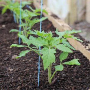 Wie man wächst und wo man Tomaten Pfund Rosamarin verwendet