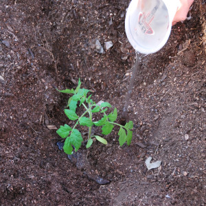 Wie man wächst und wo man Tomaten Pfund Rosamarin verwendet