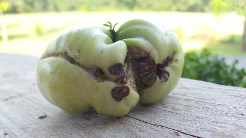 Eine Sorte für Liebhaber seltener exotischer Tomaten - Tomato Firewood