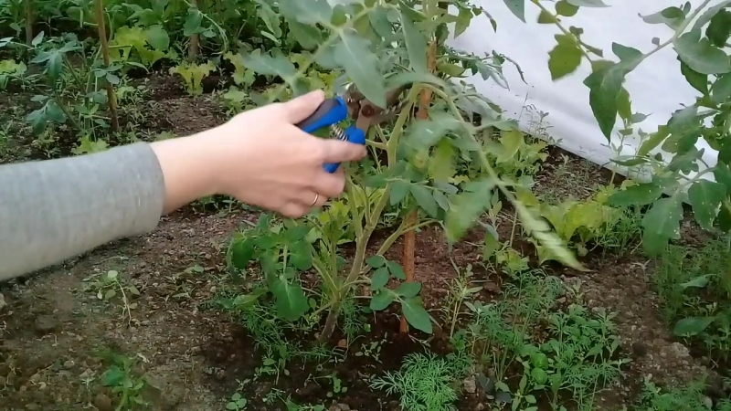 Eine Sorte für Liebhaber seltener exotischer Tomaten - Tomato Firewood