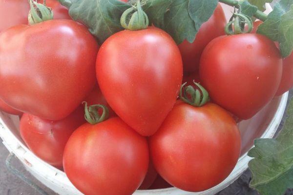 Tomatensorte Erdbeerbaum - Resistenz gegen sibirische Krankheiten und hoher Ertrag