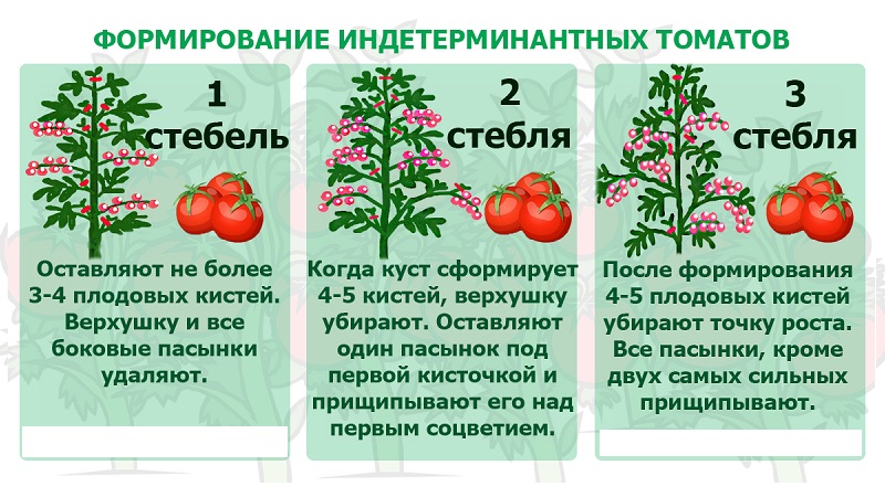 Ertragsstabil und krankheitsresistent Tomate Zuckerbison: Eigenschaften und Beschreibung der Sorte