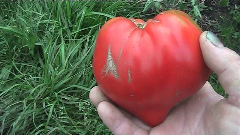 Ertragsstabil und krankheitsresistent Tomate Zuckerbison: Eigenschaften und Beschreibung der Sorte