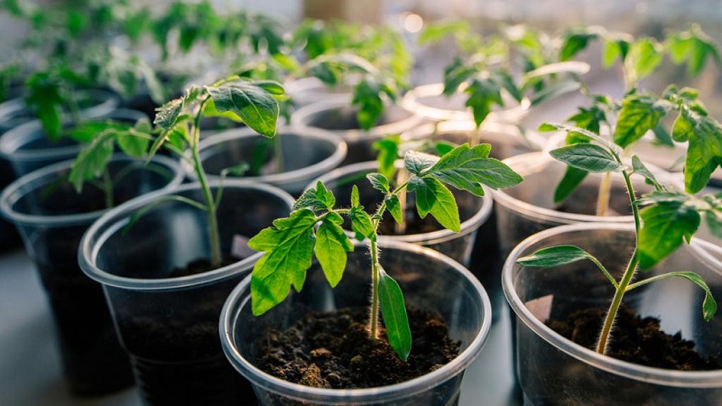 Ertragsstabil und krankheitsresistent Tomate Zuckerbison: Eigenschaften und Beschreibung der Sorte