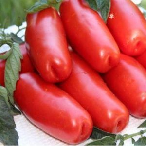 Eine Sorte für Liebhaber seltener exotischer Tomaten - Tomato Firewood