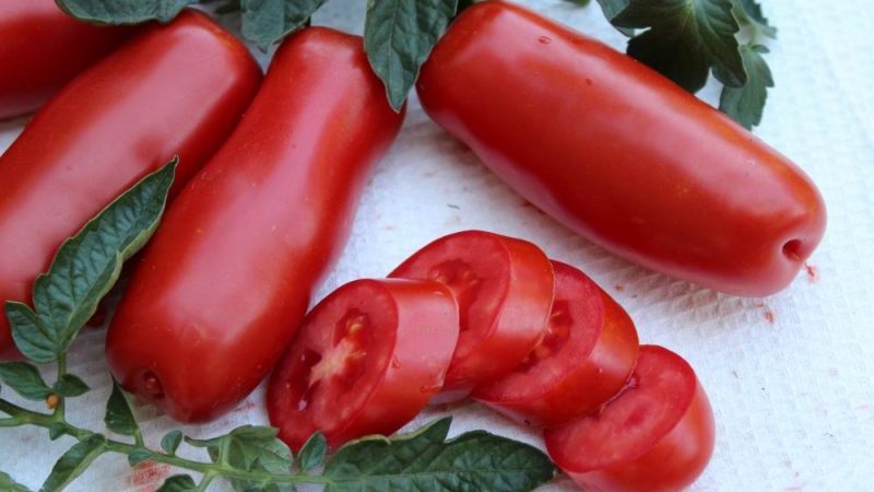 Eine Sorte für Liebhaber seltener exotischer Tomaten - Tomato Firewood