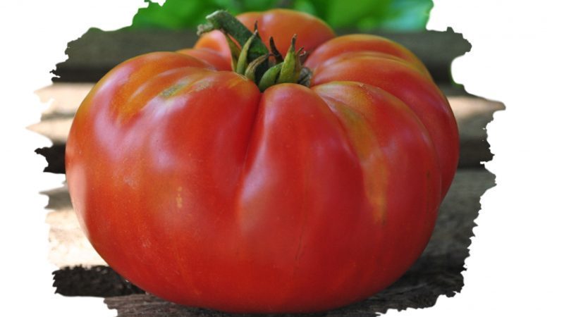 Eine widerstandsfähige Sorte für raue Wetterbedingungen - die berühmte Tomate Pride of Siberia