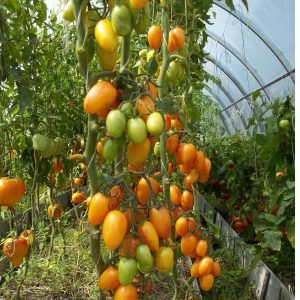 Warum wird der Tomato Kotya als bester Hybrid des Jahres ausgezeichnet?