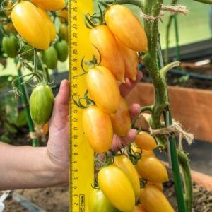 Warum wird der Tomato Kotya als bester Hybrid des Jahres ausgezeichnet?