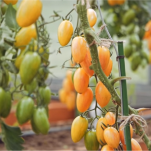 Warum wird der Tomato Kotya als bester Hybrid des Jahres ausgezeichnet?