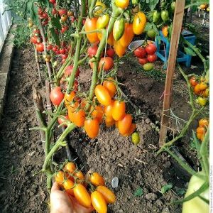 Warum wird der Tomato Kotya als bester Hybrid des Jahres ausgezeichnet?