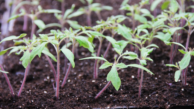 Helle und leckere Dekoration Ihres Sommerhauses - Monisto rosa Tomate