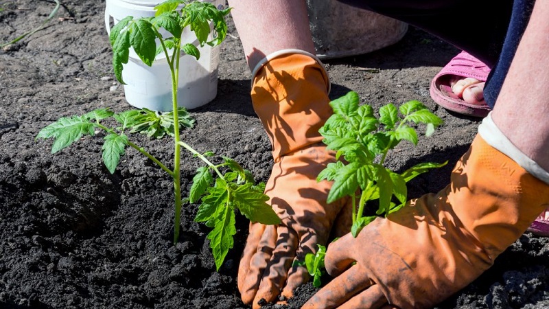 Helle und leckere Dekoration Ihres Sommerhauses - Monisto rosa Tomate