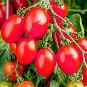 Helle und leckere Dekoration Ihres Sommerhauses - Monisto rosa Tomate