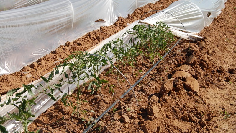 Helle und leckere Dekoration Ihres Sommerhauses - Monisto rosa Tomate