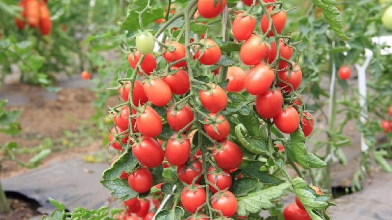 Helle und leckere Dekoration Ihres Sommerhauses - Monisto rosa Tomate