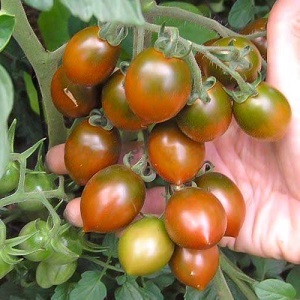 Helle und leckere Dekoration Ihres Sommerhauses - Monisto rosa Tomate