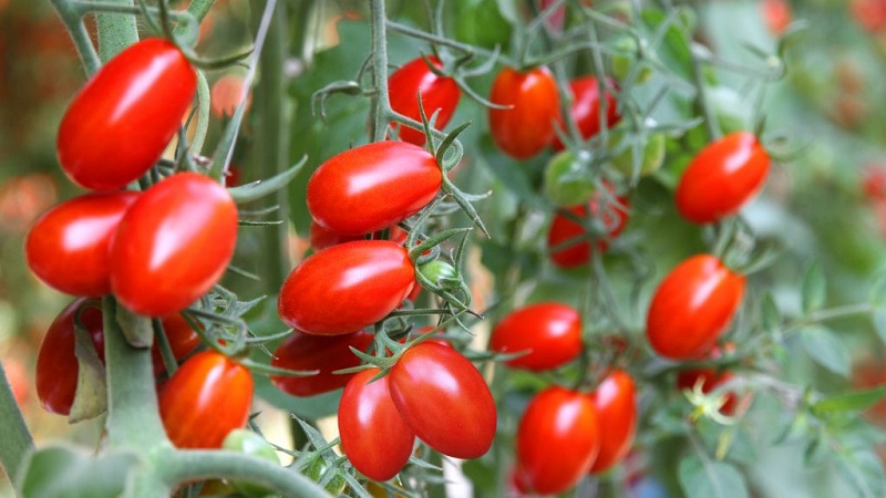 Helle und leckere Dekoration Ihres Sommerhauses - Monisto rosa Tomate